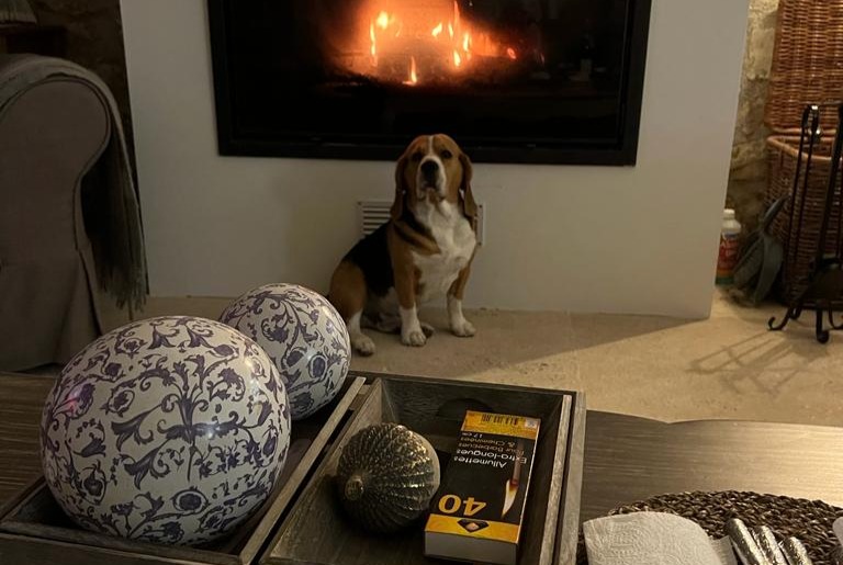 Vermisstmeldung Hund  Männliche , 4 jahre Saint-Rémy-de-Provence Frankreich