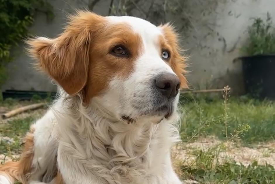 Vermisstmeldung Hund rassenmischung Weiblich , 6 jahre Aubagne Frankreich