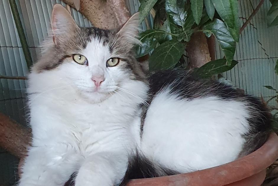 Vermisstmeldung Katze Männliche , 2 jahre Mouriès Frankreich