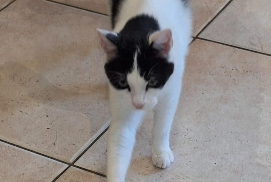 Vermisstmeldung Katze Männliche , 2 jahre Roquevaire Frankreich Vermisstmeldung Katze Männliche , 2 jahre Roquevaire Frankreich
