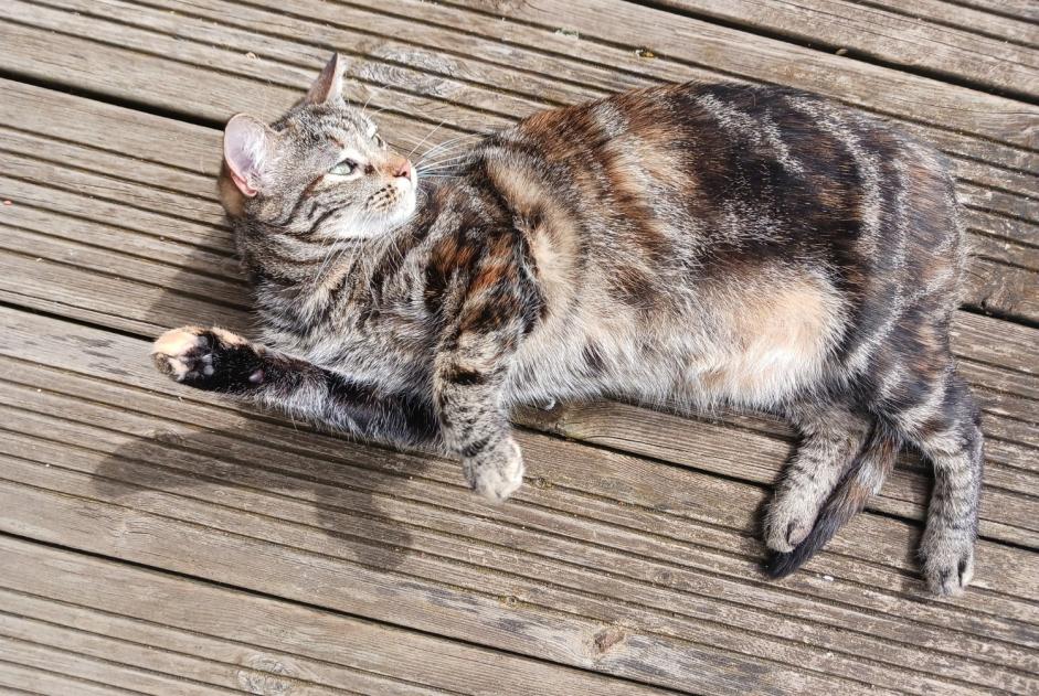 Vermisstmeldung Katze Weiblich , 2 jahre Beauzelle Frankreich