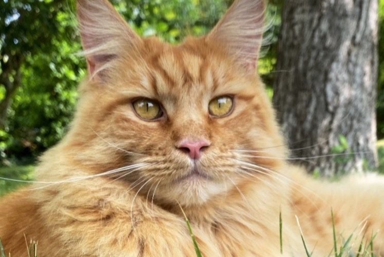 Disappearance alert Cat  Male , 4 years La Frette-sur-Seine France
