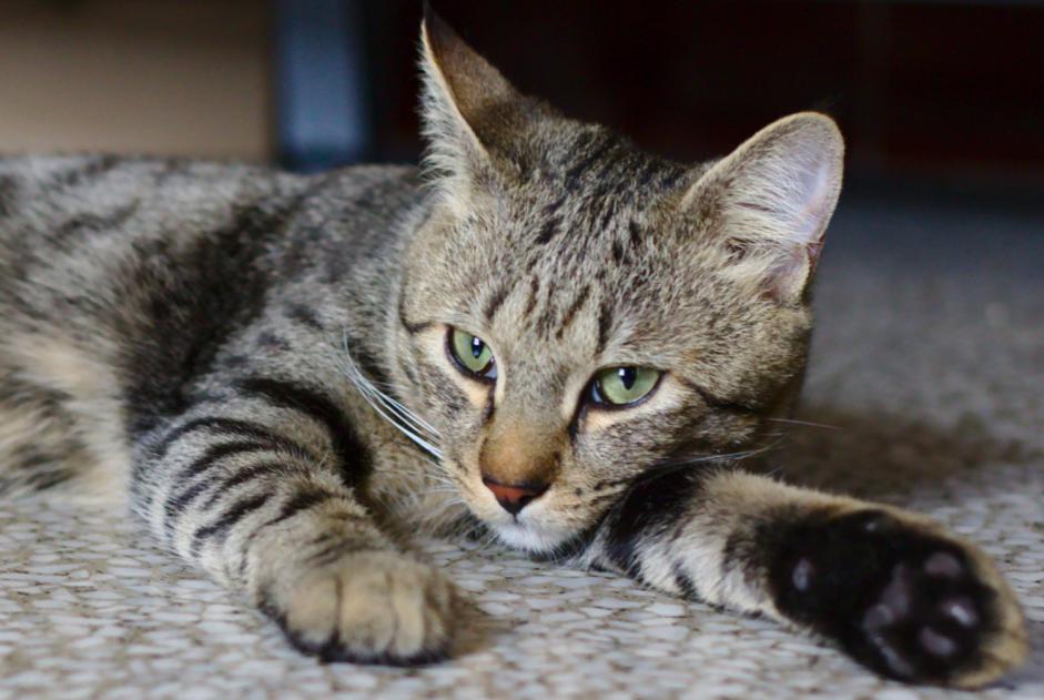 Alerta de Desaparición Gato  Macho , 5 años Aix-en-Provence Francia