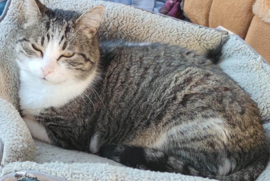 Alerta de Desaparición Gato Macho , 16 años La Bouilladisse Francia Alerta de Desaparición Gato Macho , 16 años La Bouilladisse Francia