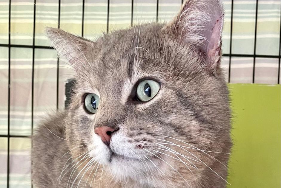 Alerta de Hallazgo Gato Macho Berre-l'Étang Francia