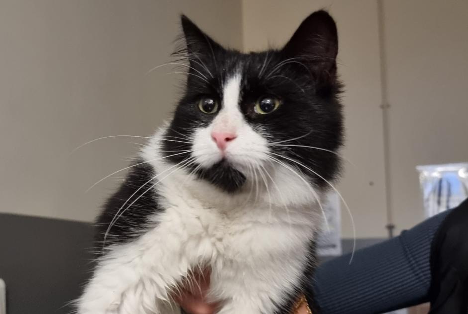 Alerta de Hallazgo Gato  Hembra Salon-de-Provence Francia