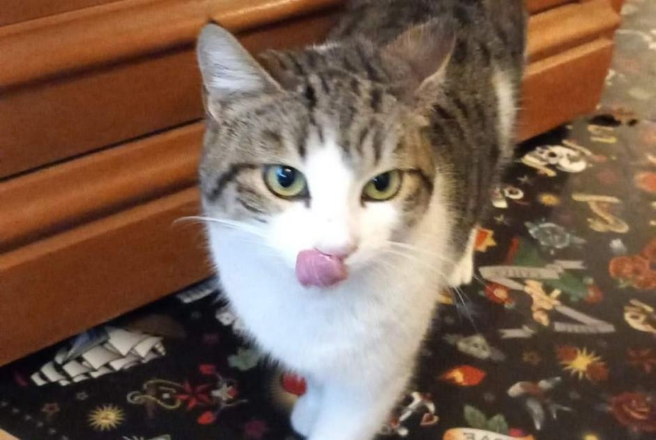 Alerta de Hallazgo Gato Macho Marseille Francia