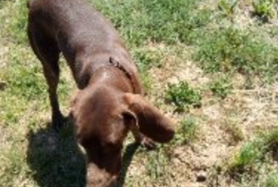 Alerta de Desaparición Perro  Macho , 8 años Barbentane Francia