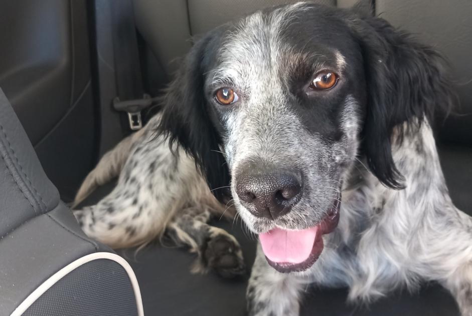 Alerta de Hallazgo Perro  Macho , 3 años Charleval Francia