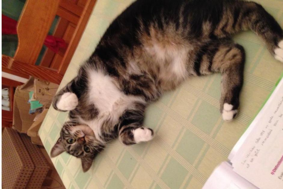 Alerte Disparition Chat Femelle , 9 ans Marseille France