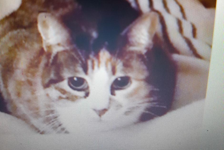 Alerte Disparition Chat Femelle , 4 ans Marseille France
