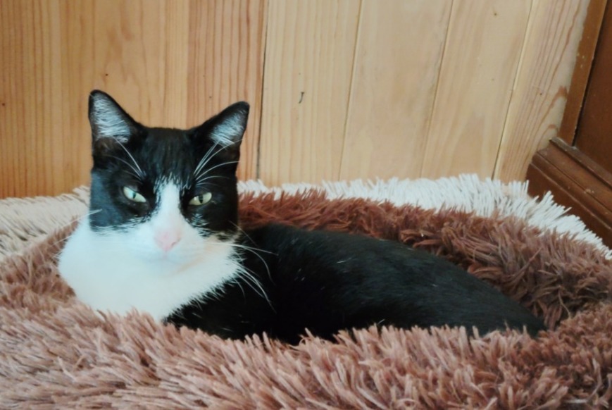 Alerte Disparition Chat Mâle , 3 ans Marseille France