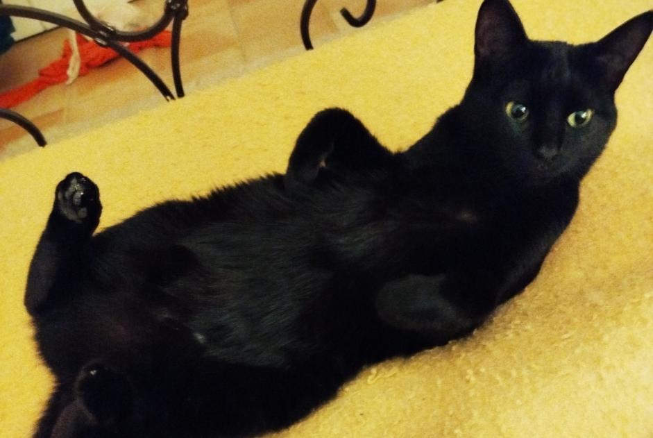 Alerte Disparition Chat Femelle , 2 ans Aix-en-Provence France