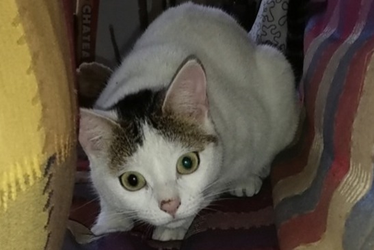 Alerte Disparition Chat Femelle , 5 ans Marseille 5e Arrondissement France Alerte Disparition Chat Femelle , 5 ans Marseille 5e Arrondissement France