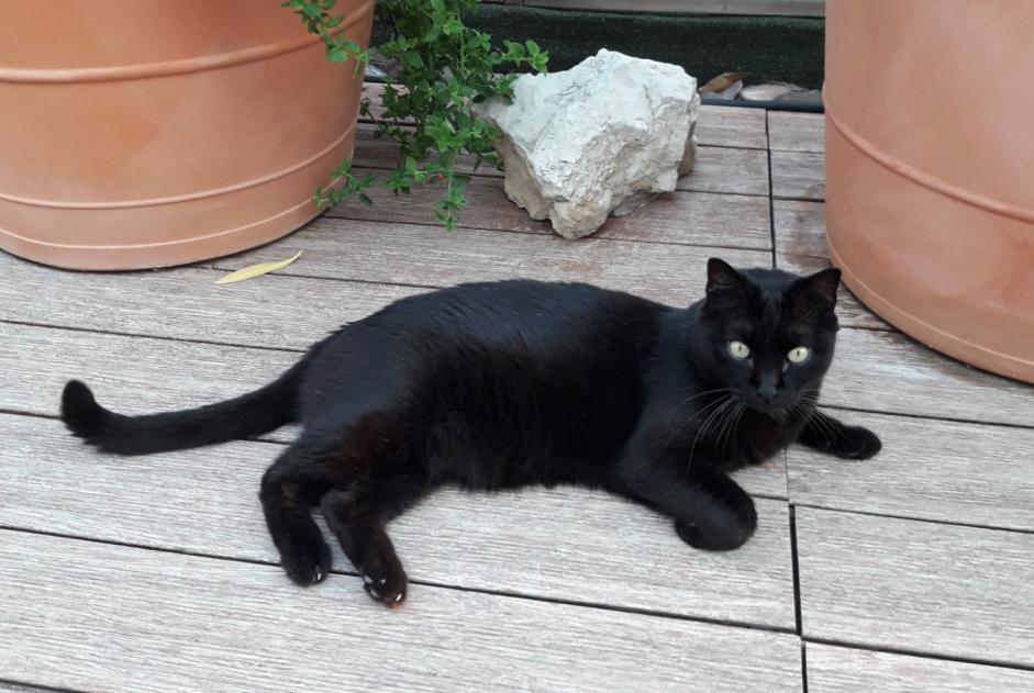 Alerte Disparition Chat croisement Mâle , 15 ans Marseille France Alerte Disparition Chat croisement Mâle , 15 ans Marseille France