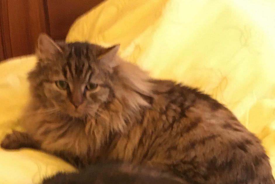 Alerte Disparition Chat Mâle , 6 ans Barbentane France Alerte Disparition Chat Mâle , 6 ans Barbentane France