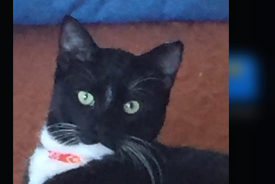 Alerte Disparition Chat Mâle , 1 ans Aix-en-Provence France Alerte Disparition Chat Mâle , 1 ans Aix-en-Provence France