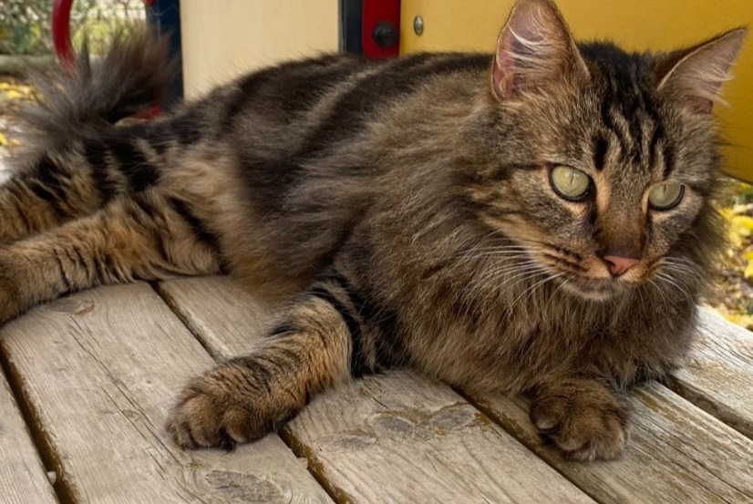 Alerte Disparition Chat Mâle , 4 ans Arles France Alerte Disparition Chat Mâle , 4 ans Arles France