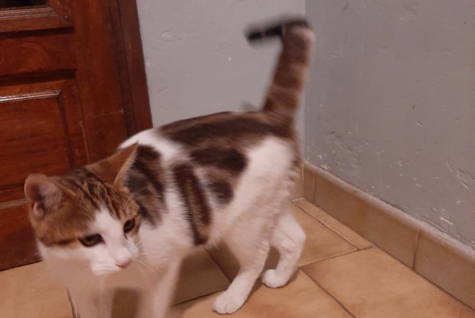 Alerte Découverte Chat Mâle Arles France