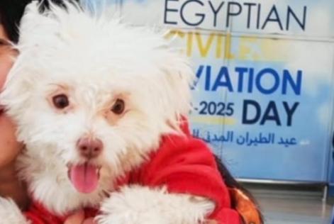 Alerte Disparition Chien croisement Femelle , 4 ans Pertuis France
