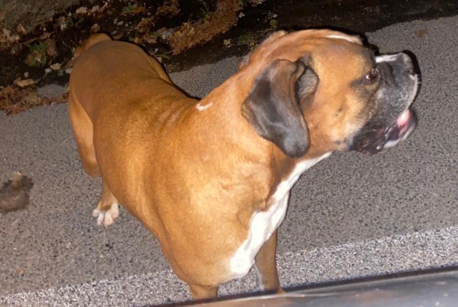 Alerte Découverte Chien  Inconnu Aix-en-Provence France