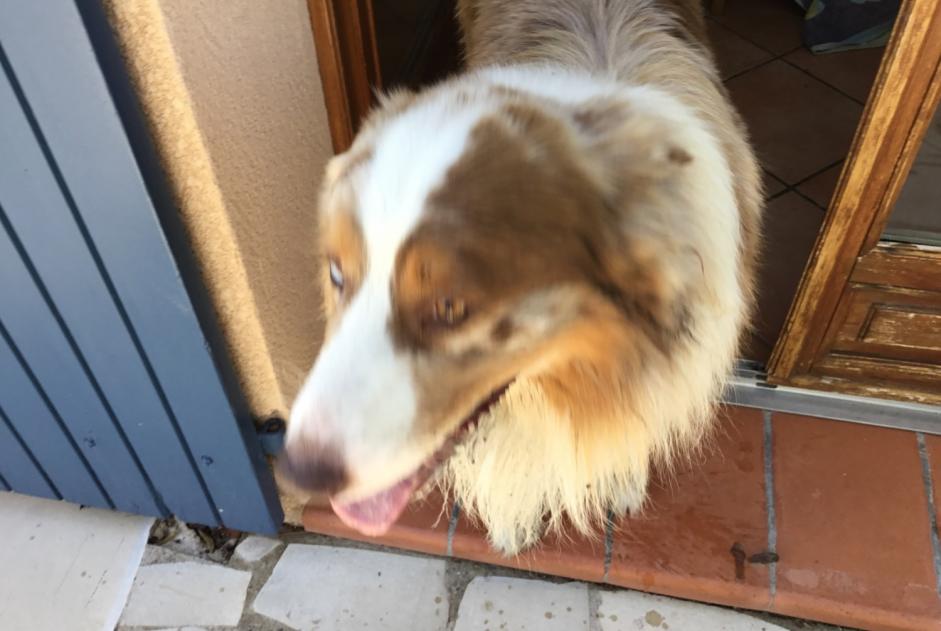 Alerte Découverte Chien  Inconnu Aix-en-Provence France