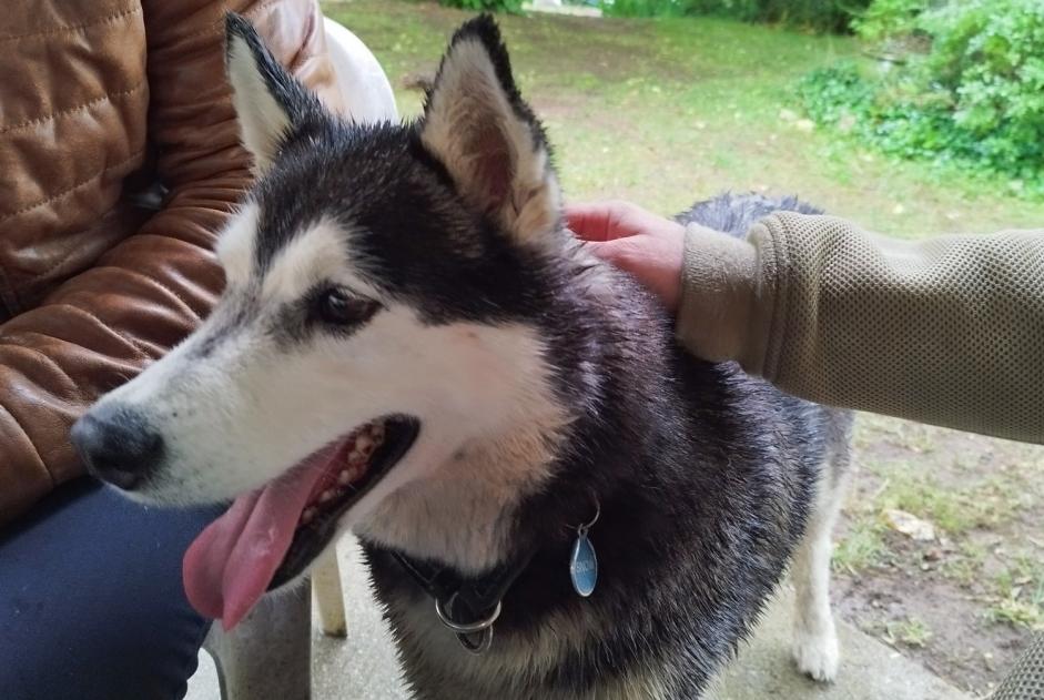 Alerte Découverte Chien Inconnu Ventabren France Alerte Découverte Chien Inconnu Ventabren France