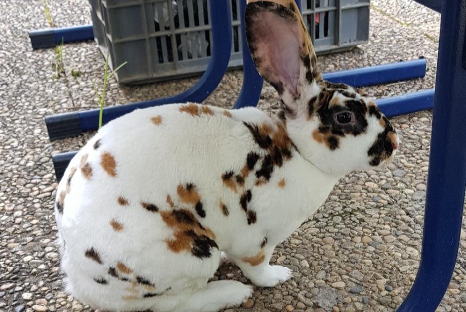 Alerte Disparition Lapin Femelle , 2023 ans Carry-le-Rouet France Alerte Disparition Lapin Femelle , 2023 ans Carry-le-Rouet France