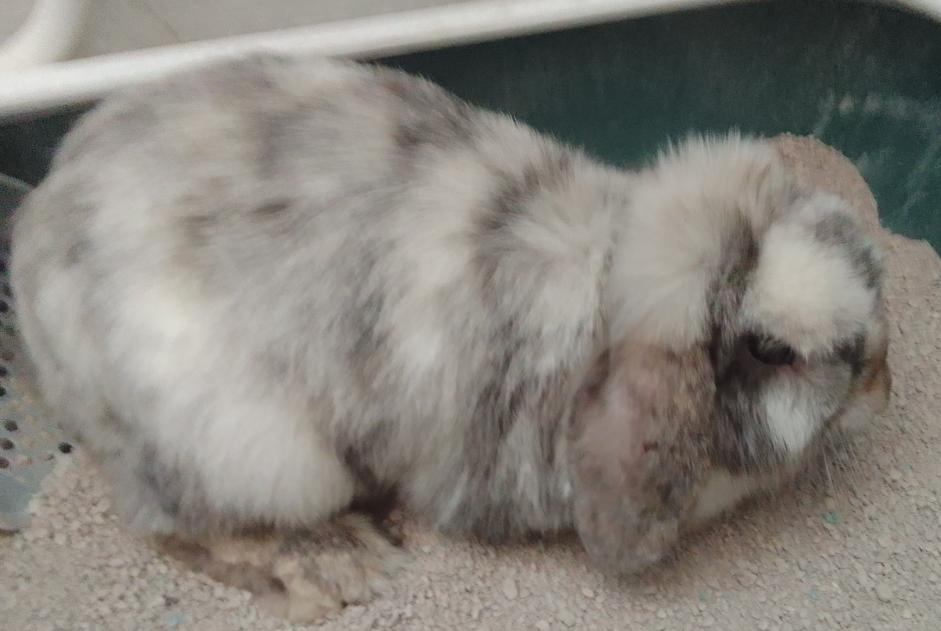 Alerte Découverte Lapin Femelle Salon-de-Provence France