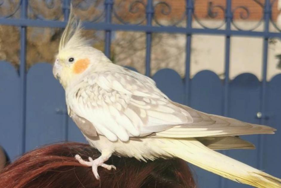 Alerte Découverte Oiseau Inconnu Marseille France