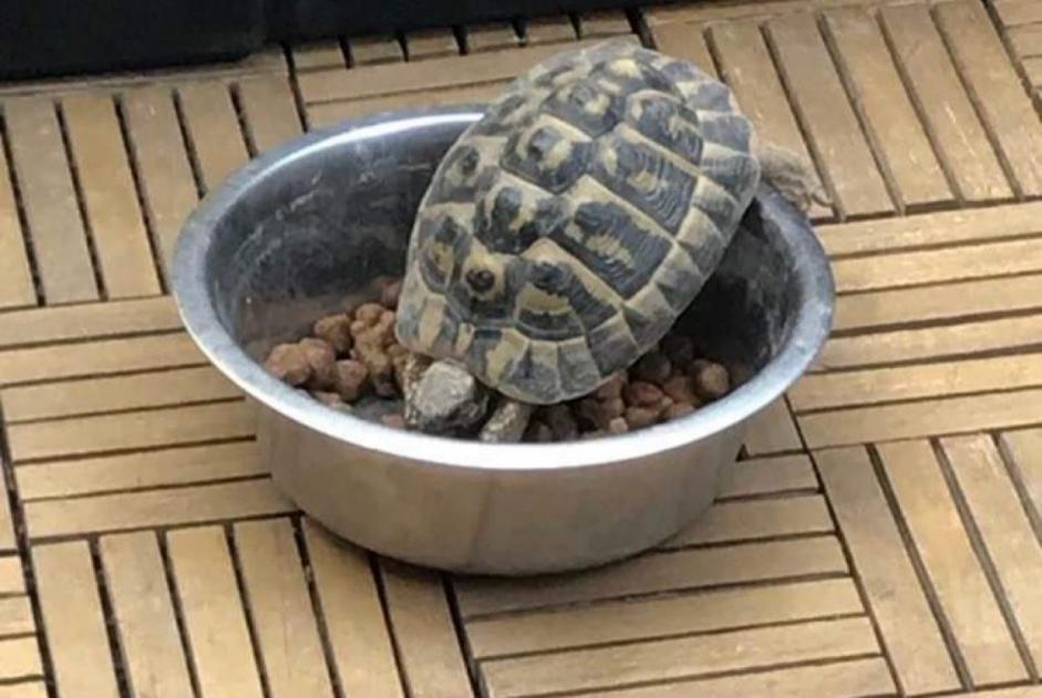 Alerte Disparition Tortue Mâle , 2023 ans Saint-Chamas France Alerte Disparition Tortue Mâle , 2023 ans Saint-Chamas France