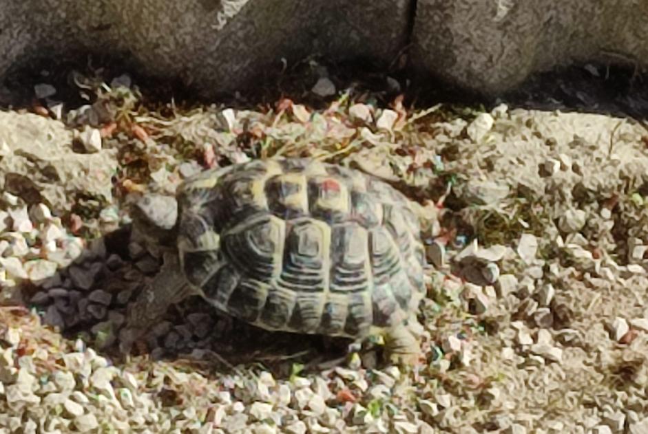 Alerte Découverte Tortue Inconnu Orgon France Alerte Découverte Tortue Inconnu Orgon France