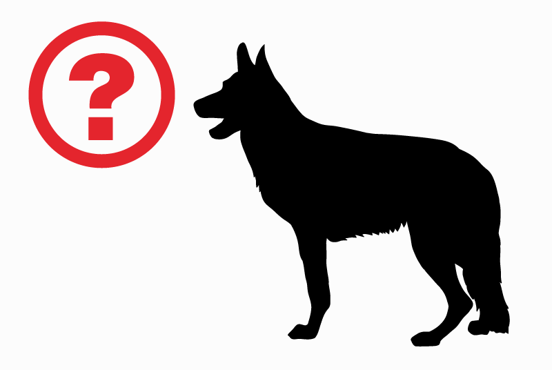 Alerte Découverte Chien Mâle Gardanne France Alerte Découverte Chien Mâle Gardanne France