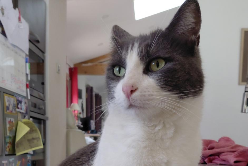 Avviso scomparsa Gatto  Maschio , 2 anni Simiane-Collongue Francia