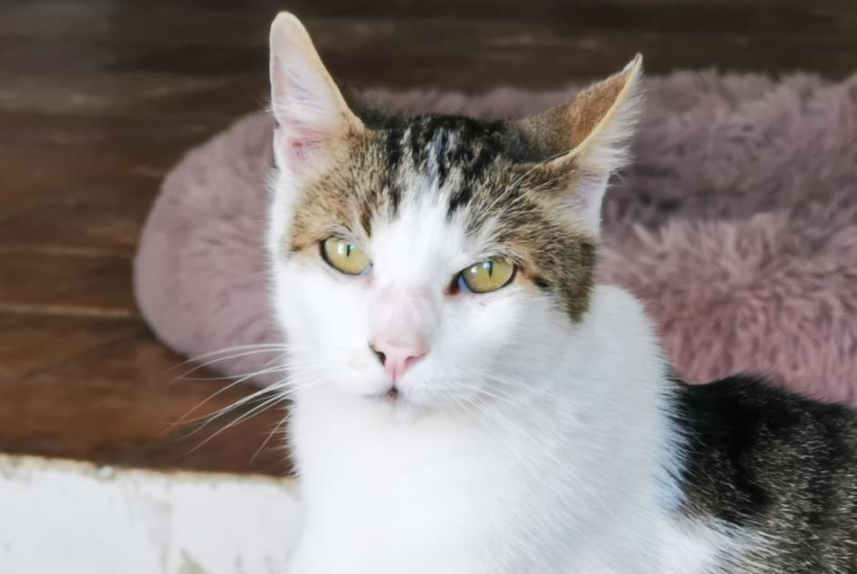 Avviso scomparsa Gatto Maschio , 55 anni Roquevaire Francia