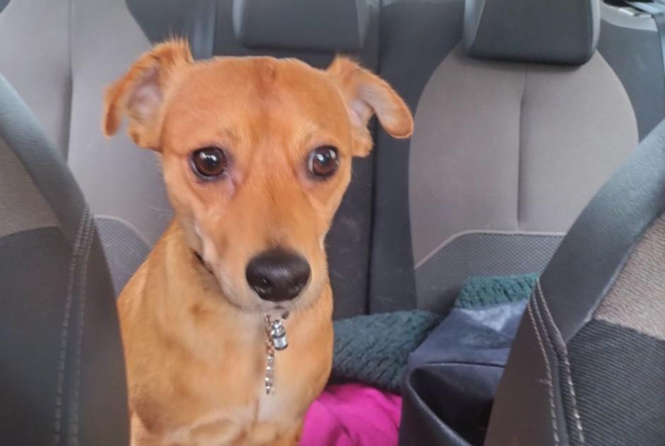 Ontdekkingsalarm Hond Onbekend Velaux Frankrijk