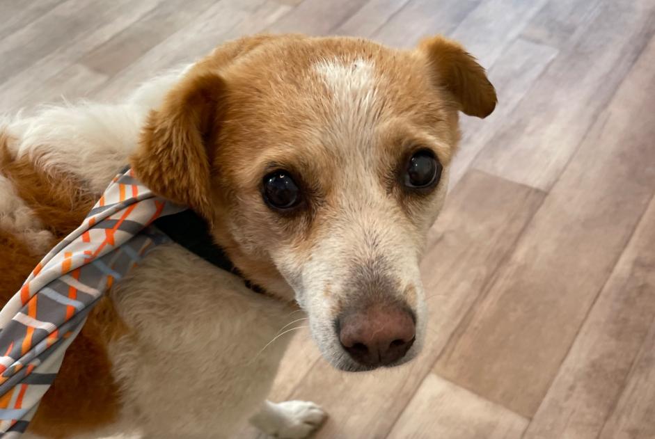 Ontdekkingsalarm Hond  Vrouwtje , 4 jaar Eygalières Frankrijk
