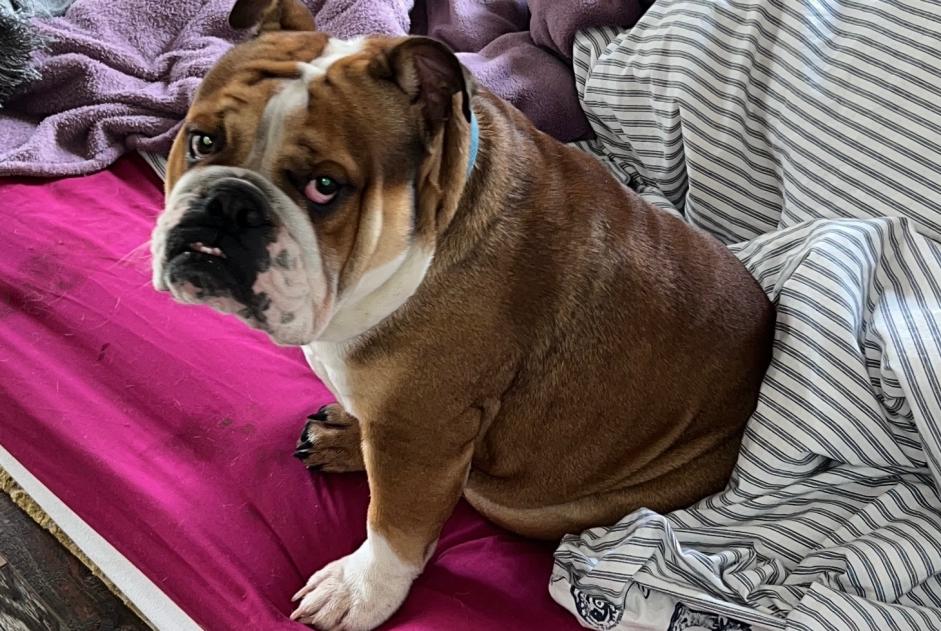 Verdwijningsalarm Hond  Mannetje , 2 jaar Aix-en-Provence Frankrijk