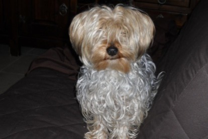 Verdwijningsalarm Hond  Mannetje , 16 jaar Aix-en-Provence Frankrijk