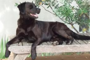 Verdwijningsalarm Hond rassenvermenging Mannetje , 12 jaar Marignane Frankrijk