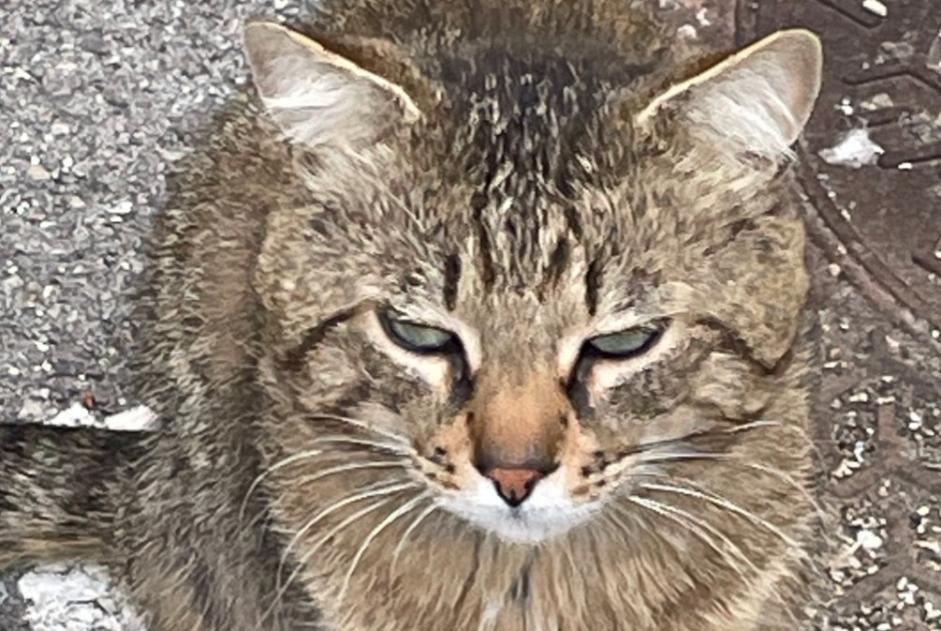 Ontdekkingsalarm Kat Mannetje Marseille Frankrijk