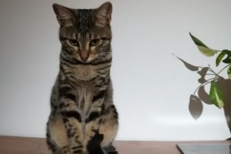 Verdwijningsalarm Kat  Mannetje , 5 jaar Allauch Frankrijk