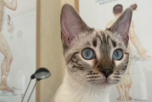 Verdwijningsalarm Kat  Vrouwtje , 1 jaar Peyrolles-en-Provence Frankrijk