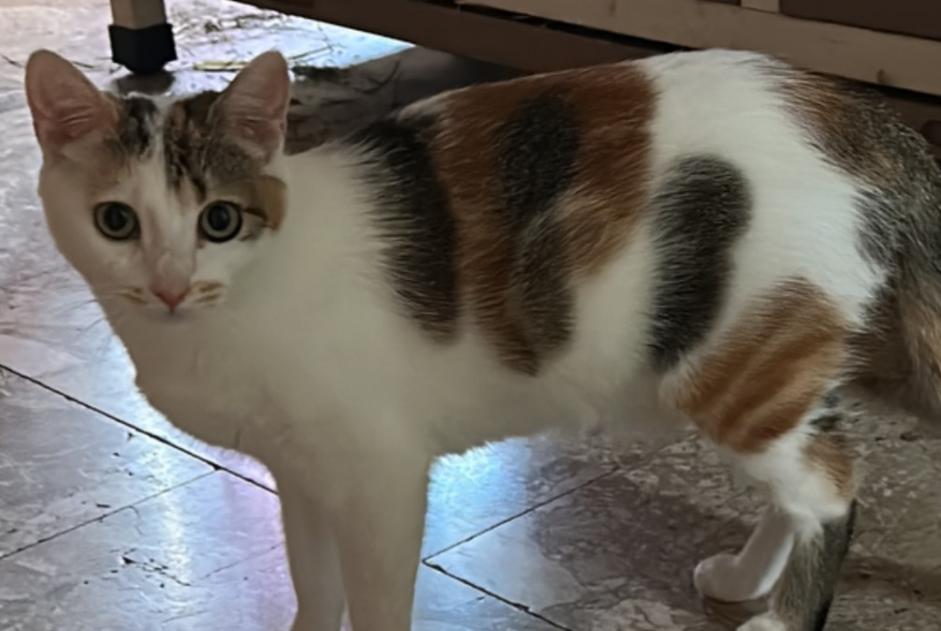 Verdwijningsalarm Kat Vrouwtje , 1 jaar Salon-de-Provence Frankrijk