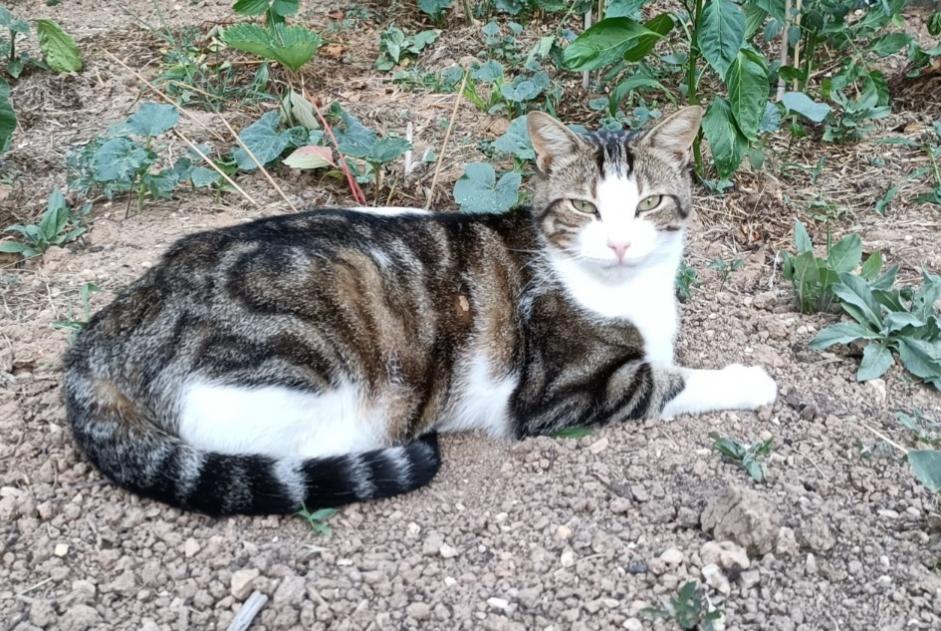 Verdwijningsalarm Kat  Mannetje , 3 jaar Ventabren Frankrijk