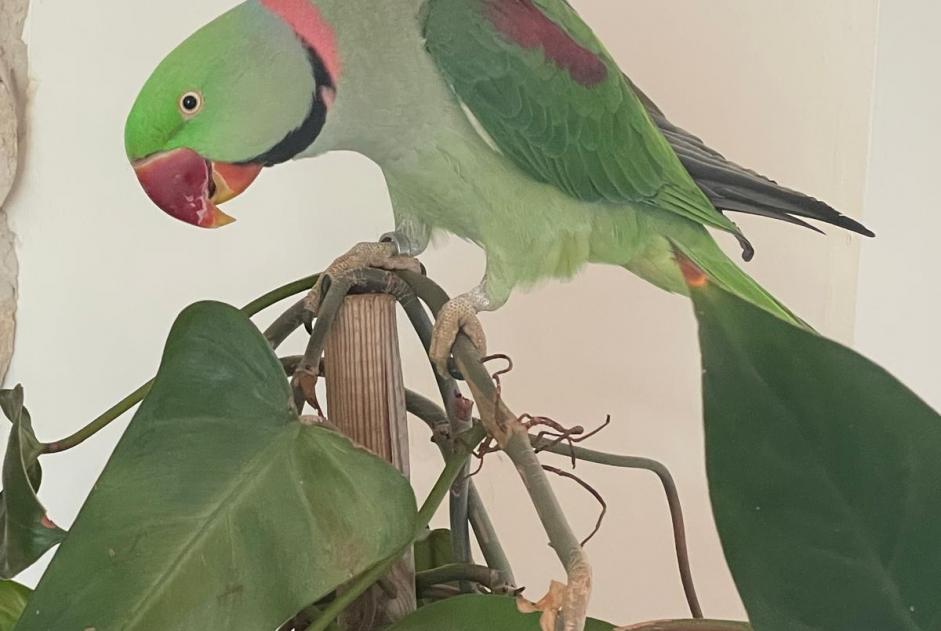 Verdwijningsalarm Vogel Mannetje , 2025 jaar Aix-en-Provence Frankrijk