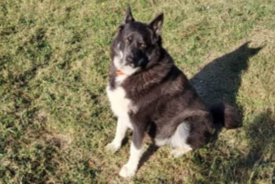Alerta desaparecimento Cão  Macho , 5 anos Le Puy-Sainte-Réparade France