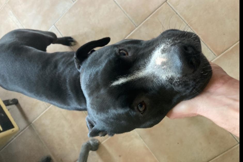 Alerta descoberta Cão  Fêmea Graveson France
