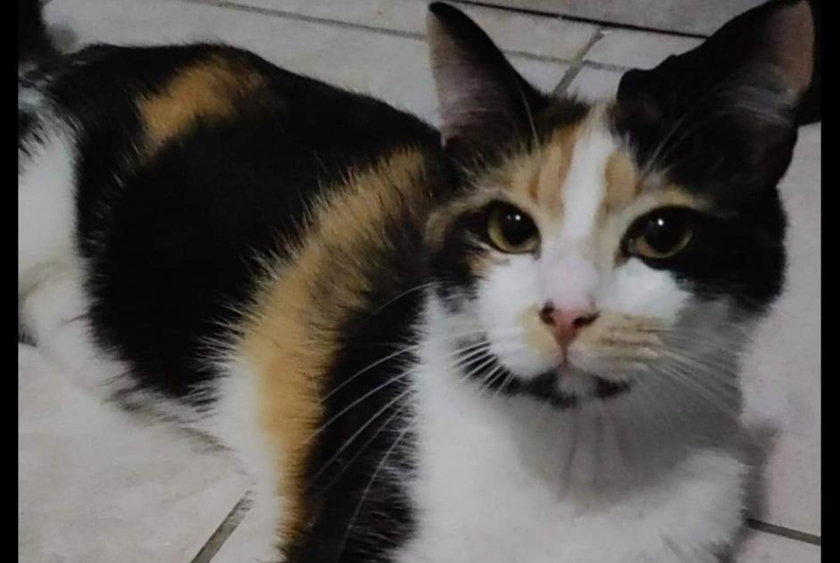 Alerta desaparecimento Gato Fêmea , 1 anos Gardanne France