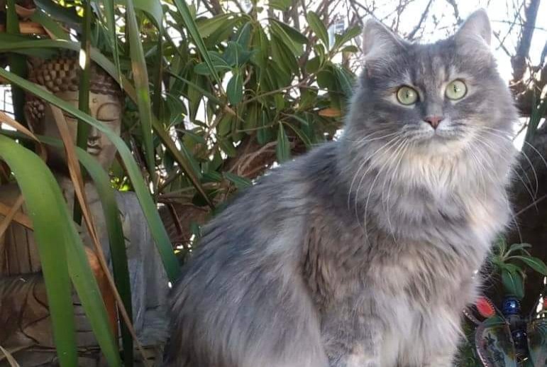 Alerta desaparecimento Gato  Fêmea , 4 anos Sausset-les-Pins France
